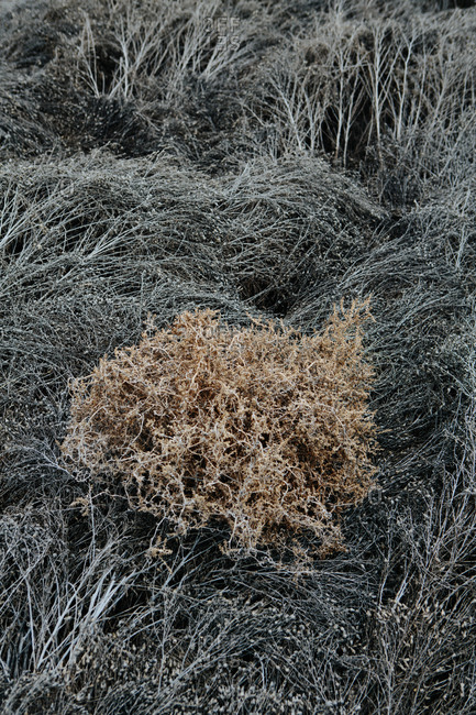 Blackened and dried field of grasses and noxious weeds, tumbleweed in center, near John Day, Oregon