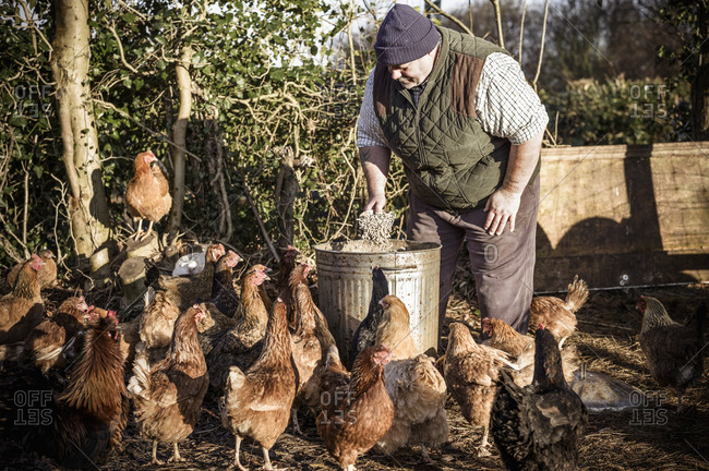 A farmer holding a feed bucket, surrounded by a flock of hungry chickens