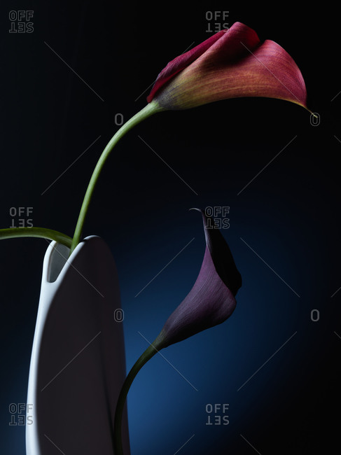 Two purple calla lilies