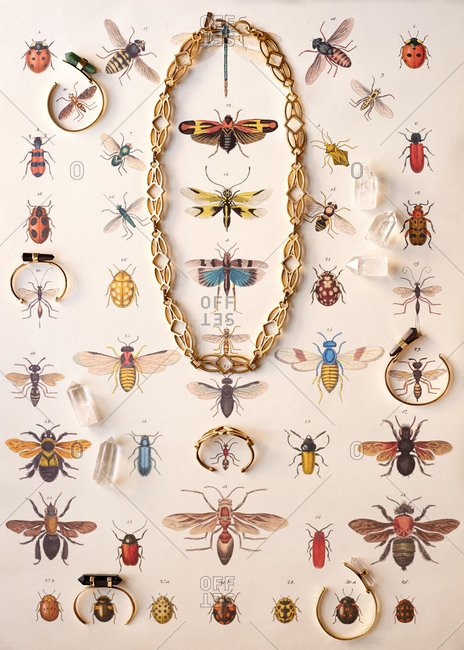 Jewelry on an insect print