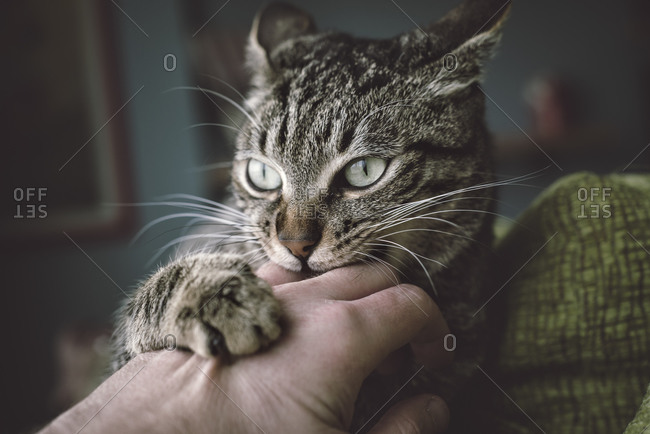 Portrait of tabby cat biting and scratching owner\'s hand