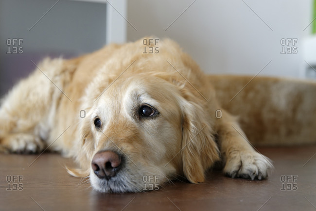 Tired Golden Retriever lying on wooden floor