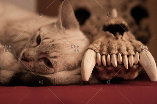 Cat snuggled up to a skull