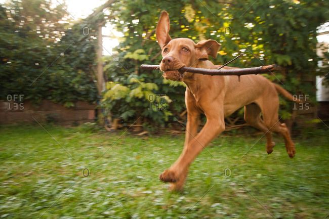 Vizsla puppy running with a stick