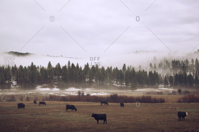 Cows in field in foggy winter countryside