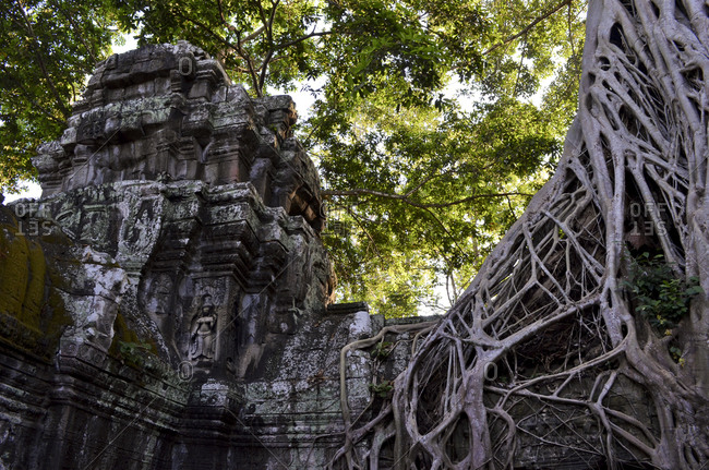 Temple overgrown by a tree at Angkor Wat Temple Complex, Cambodia