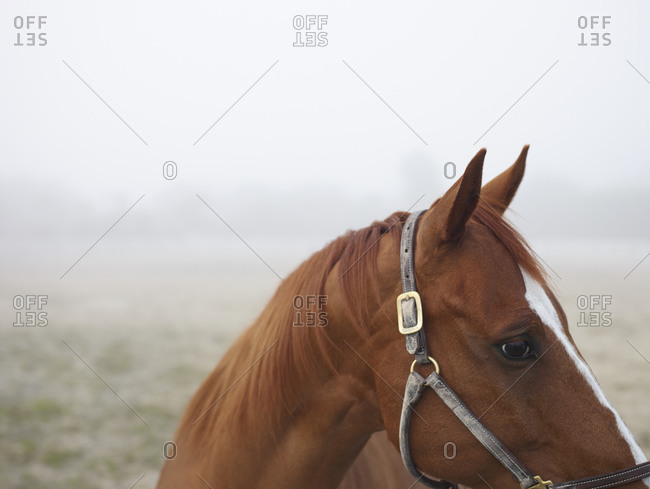 A horse in a foggy field