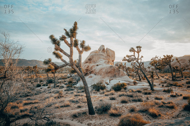 Joshua tree in rocky desert landscape