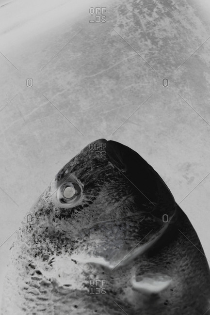 Negative image of the head of a gilthead seabream