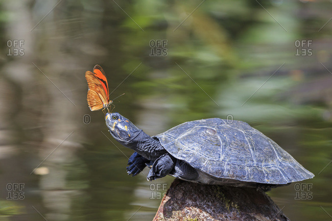Julia butterfly on the nose of a yellow-spotted river turtle, Amazon River, Ecuador