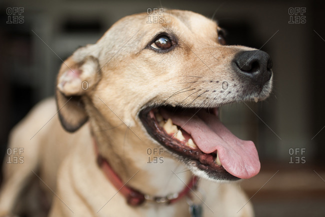 Close up of a panting dog