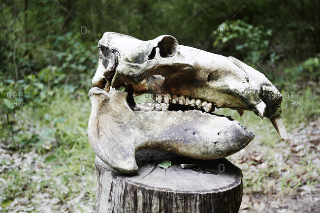 Animal skull on stump