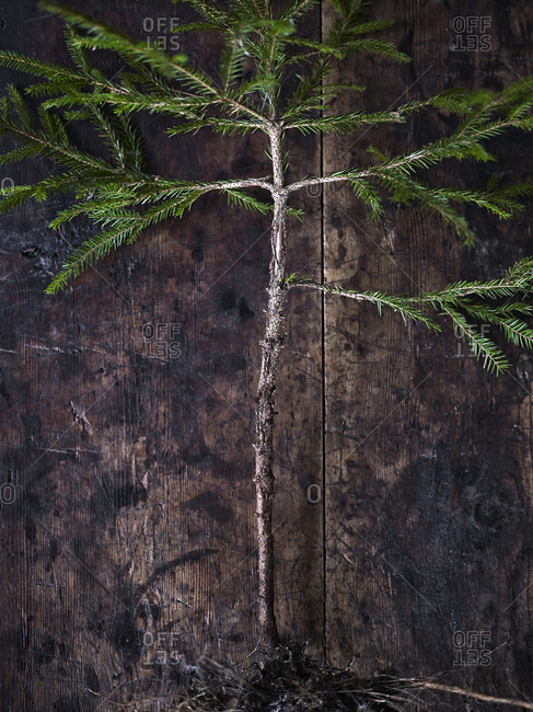 Coniferous tree on wooden background