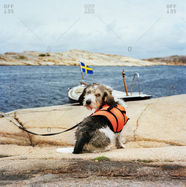 Dog wearing life vest