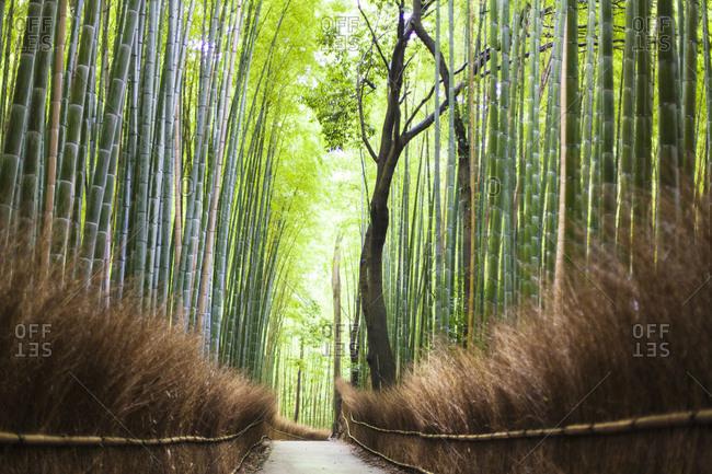 Footpath leading through bamboo forest