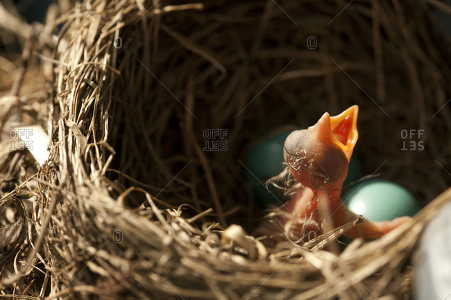 Newly hatched baby bird in a nest with two blue eggs