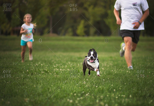 A french bulldog runs through a field with his family