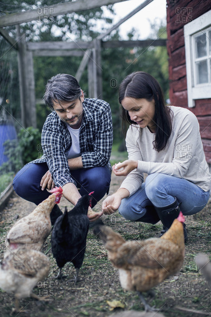 Couple feeding hens at poultry farm