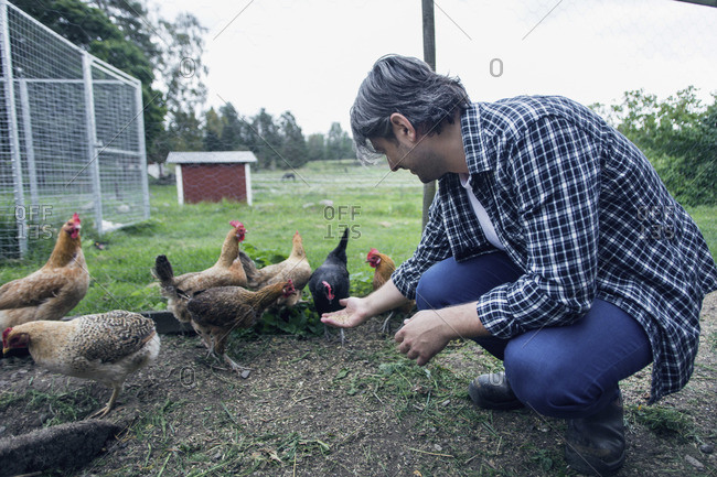 Man feeding hens at poultry farm