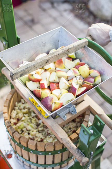 Man processing sliced apples in cider press