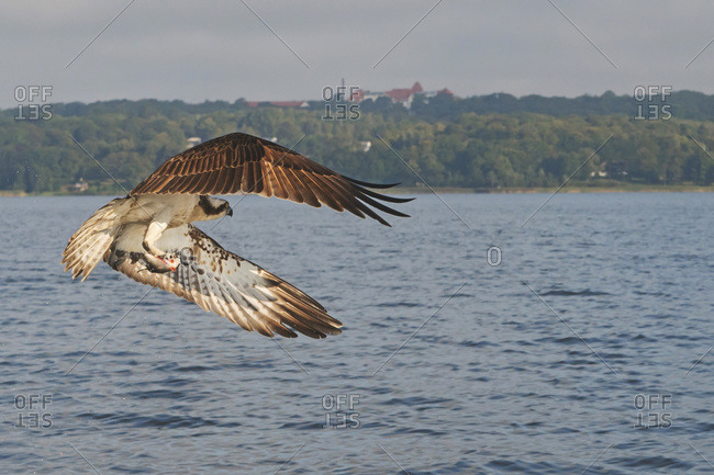 Osprey carrying fish while flying over sea