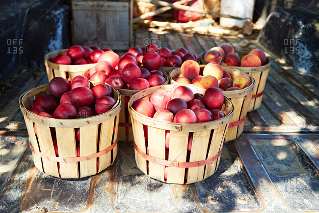 Baskets of freshly picked apples in a pickup truck