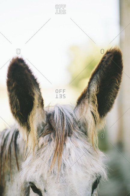 Close up of the furry ears of a donkey