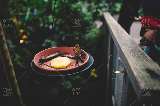 Butterfly Feeder With Fruits Stock Images Page Everypixel