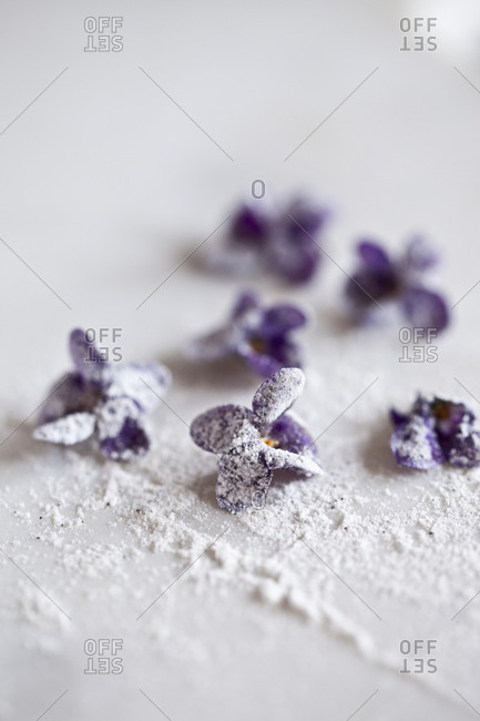 Flour scattered on purple flowers