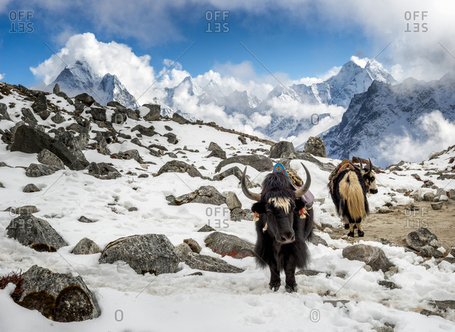 Yaks at Lobuche base camp, Everest region