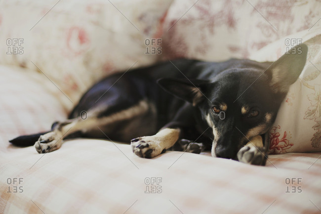 Tired dog lying on a couch