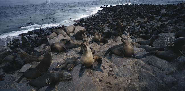 Colony of Cape Fur Seal in Cape Cross, Nambia, Africa