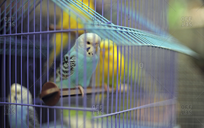 Colorful parakeets in cage in Sonepur, Bihar, India