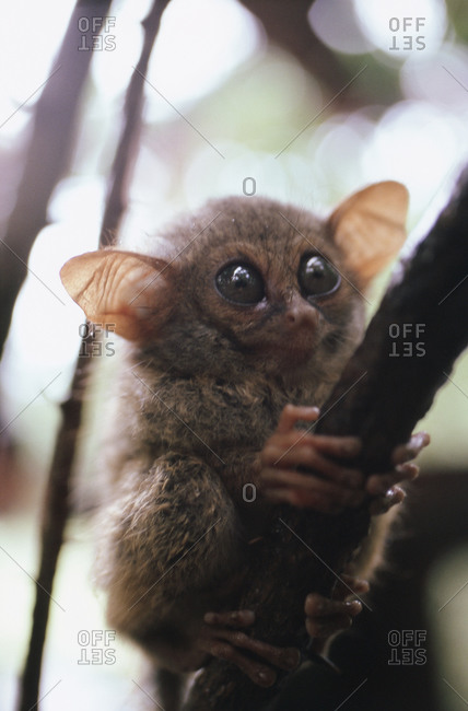 Wild tarsier sitting on a tree in North Sulawesi, Indonesia