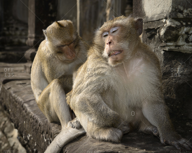 Long tailed macaques grooming in Angkor Wat, Cambodia