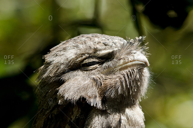 Tawny frogmouth in the Territory Wildlife Park, Northern Territory of Australia