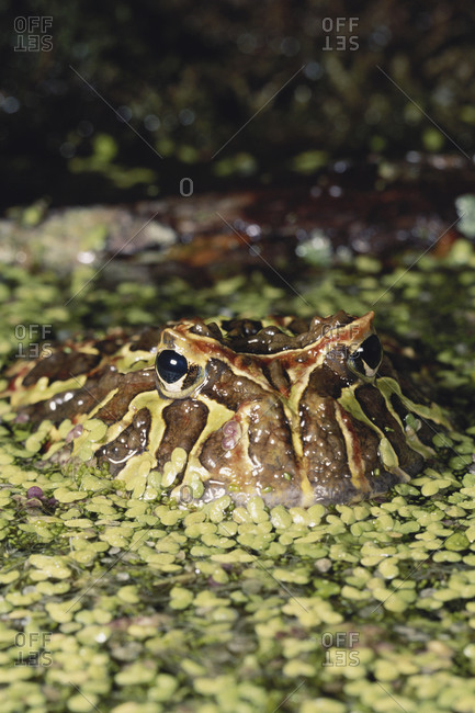 Brazilian Horned Frog hiding in duckweed