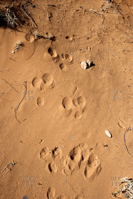 Rabbit tracks in desert sand at Canyon de Chelly, Arizona