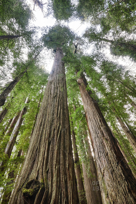 Redwood trees in the Redwoods National Park, California