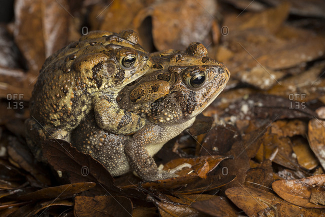 Close up of breeding Southern toads