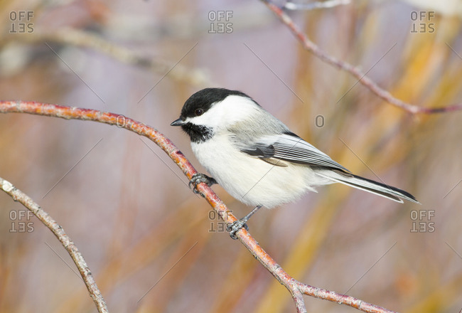 Black-capped chickadee perched on a twig