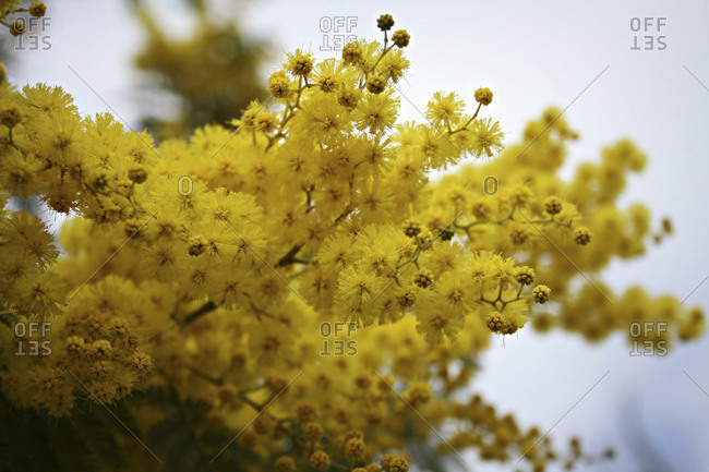 Close up of blooming yellow flowers