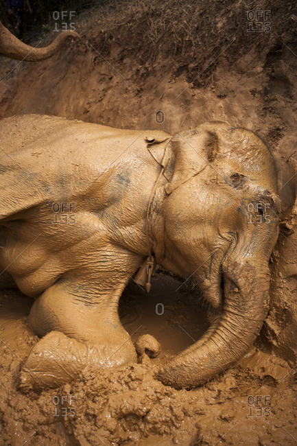 Baby elephant cooling off in the mud