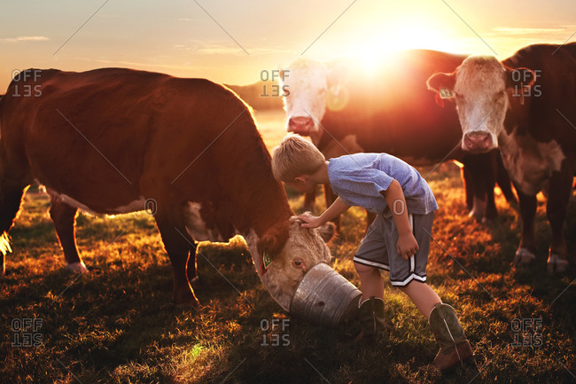 Boy feeding cows at sunset