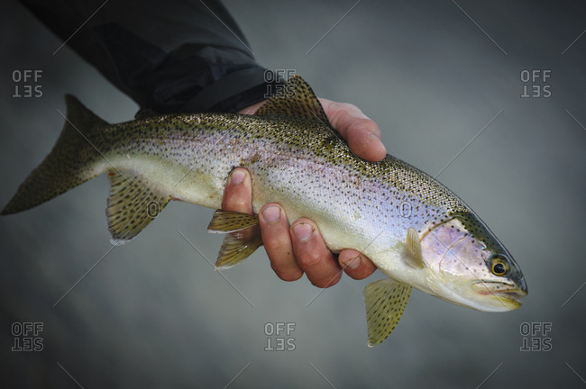 Angler releasing rainbow trout back into river in Argentina