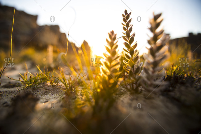 Close up of plants at last light in an Africa plateau