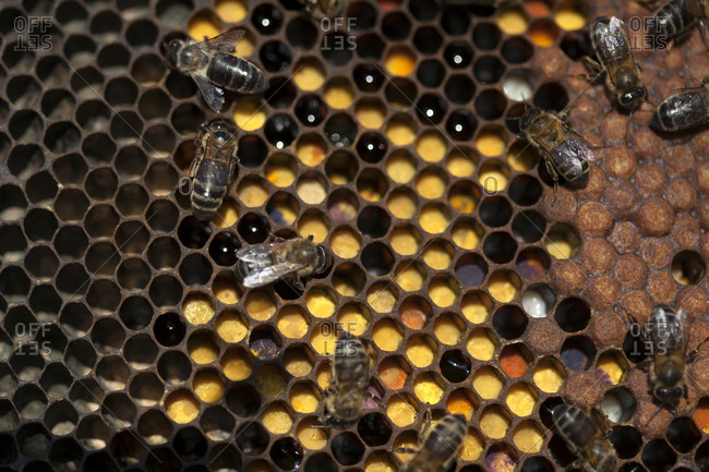Worker bees work in a beehive full of pollen