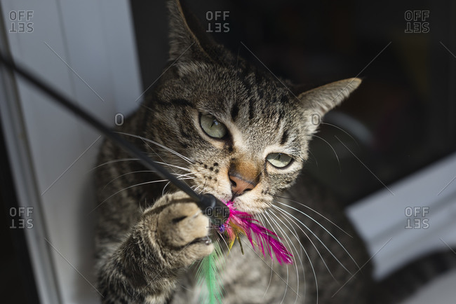 Tabby cat playing with toy feathers