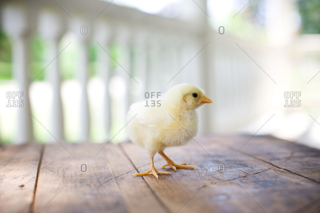 Baby chick standing on a porch