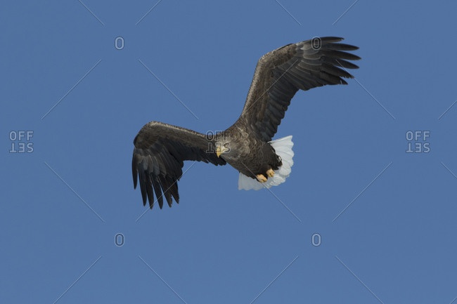 Japanese white-tailed eagle soaring